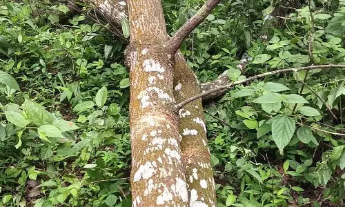 Karnataka : सुरक्षाकर्मी चंदन की लकड़ी की चोरी रोकने में विफल रहे Karnataka : सुरक्षाकर्मी चंदन की लकड़ी की चोरी रोकने में विफल रहे