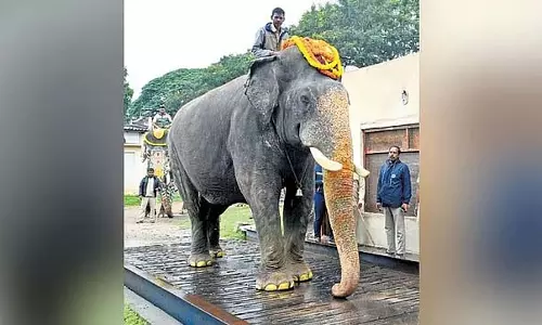 बाला भीम का वजन 5,465 किलोग्राम; अम्बारी उठाने वाले विशालकाय अभिमन्यु का वजन 5.36 टन बाला भीम का वजन 5,465 किलोग्राम; अम्बारी उठाने वाले विशालकाय अभिमन्यु का वजन 5.36 टन