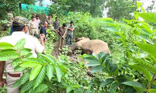 मयूरभंज में मादा जंबो मृत पाई गई