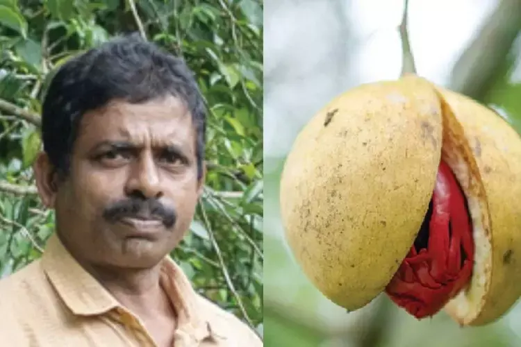 Kerala  जायफल किस्म को बेहतर उपज और गुणवत्ता के लिए राष्ट्रीय मान्यता मिली