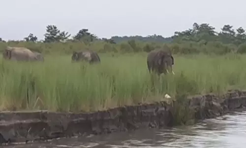 मानव-हाथी सह-अस्तित्व के आह्वान के साथ World Elephant Day मनाया गया
