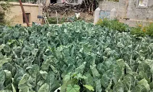भूस्खलन से Lahaul से बाजारों तक सब्जियों की समय पर आपूर्ति बाधित