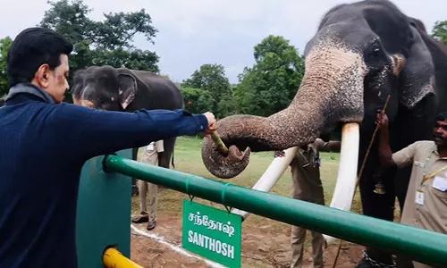 तमिलनाडु में हाथियों के लिए AI-आधारित पूर्व चेतावनी प्रणाली तमिलनाडु में हाथियों के लिए AI-आधारित पूर्व चेतावनी प्रणाली