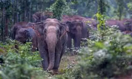 Jhargram: वन विभाग की लापरवाही से झाड़ग्राम में हाथियों का आतंक जारी