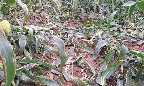 Devanahalli : सूअरों के उत्पात से किसान चिंतित Devanahalli : सूअरों के उत्पात से किसान चिंतित