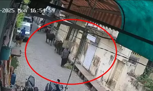 LIVE वीडियो सांड के हमले का, महिला को बनाया निशाना LIVE वीडियो सांड के हमले का, महिला को बनाया निशाना
