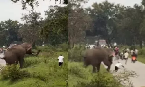 Bandipur: हाथी हमले में वन्यजीव नियम तोड़ने पर 25,000 रुपये जुर्माना