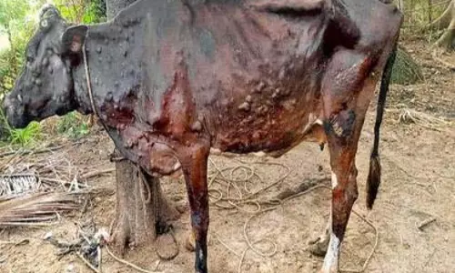 गांठदार बीमारी से अब तक 339 पशुओं की मौत