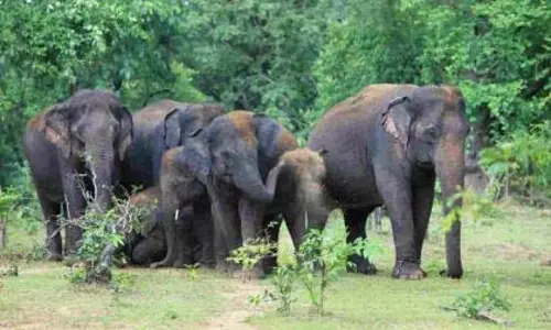 Kamalapur हाथी शिविर का विकास कार्य ठप Kamalapur हाथी शिविर का विकास कार्य ठप