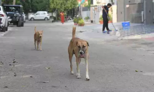 Panchkula में कुत्तों के काटने के मामले 3,000 के पार, दहशत का माहौल Panchkula में कुत्तों के काटने के मामले 3,000 के पार, दहशत का माहौल