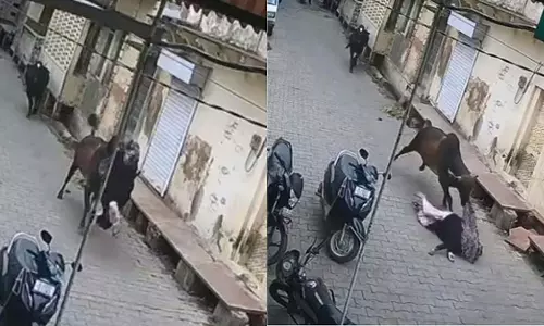 Rajasthan: भरतपुर में आवारा सांड ने महिला को हवा में उछाला Rajasthan: भरतपुर में आवारा सांड ने महिला को हवा में उछाला
