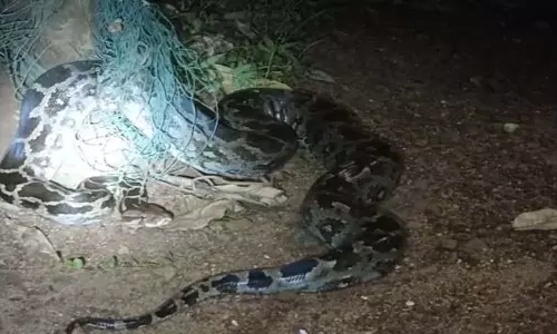 Odisha: मयूरभंज जिले में 7 फुट लंबे अजगर को बचाया गया