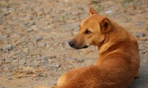 Bengaluru : यूनिवर्सिटी में कुत्तों के हमले से दो छात्र घायल