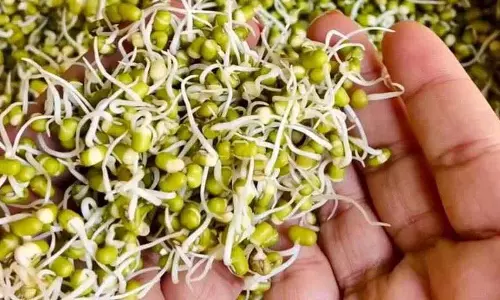 ऐसे बनाएं green gram sprouts.. इन्हें रोज खाने से होते हैं कई फायदे..! ऐसे बनाएं green gram sprouts.. इन्हें रोज खाने से होते हैं कई फायदे..!