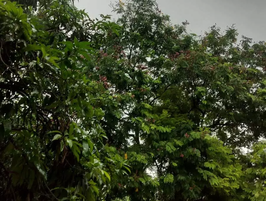 रायपुर : सुबह बारिश के बाद निकली धुप, उमस से लोग परेशान रायपुर : सुबह बारिश के बाद निकली धुप, उमस से लोग परेशान