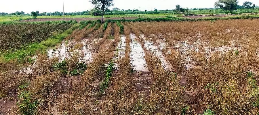 Talikota : डोनी नदी की बाढ़ से फसलें नष्ट Talikota : डोनी नदी की बाढ़ से फसलें नष्ट