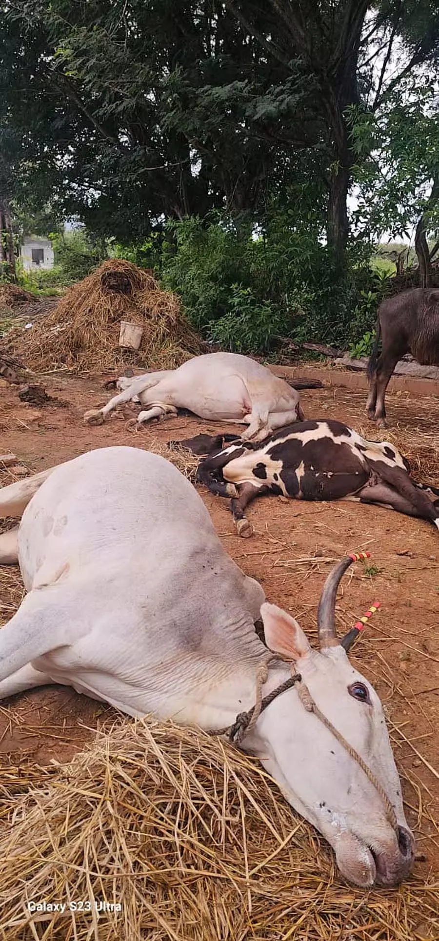 Malavalli : यूरिया खाने से तीन गायों की मौत Malavalli : यूरिया खाने से तीन गायों की मौत