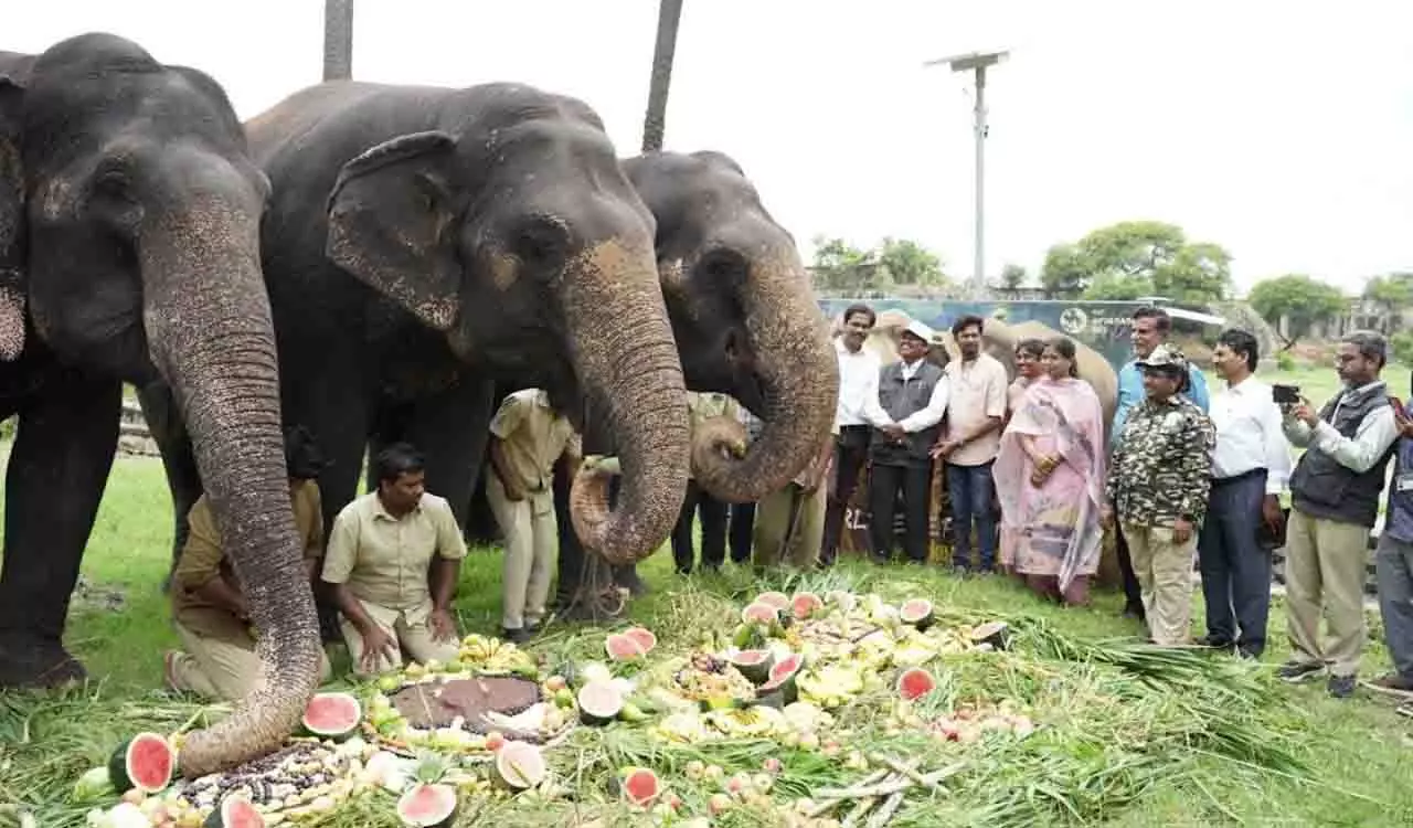 Nehru Zoo के हाथियों ने विश्व हाथी दिवस पर केक का आनंद लिया और सैर की Nehru Zoo के हाथियों ने विश्व हाथी दिवस पर केक का आनंद लिया और सैर की