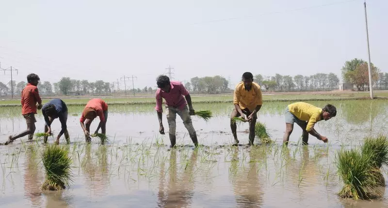 Karnal में सीधी बुवाई के लक्ष्य से पीछे रहा धान Karnal में सीधी बुवाई के लक्ष्य से पीछे रहा धान