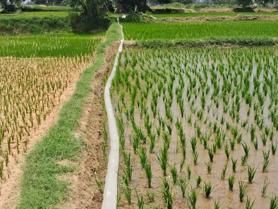 Murshidabad: बारिश से जुट किसानों की फसल में आई नई जान Murshidabad: बारिश से जुट किसानों की फसल में आई नई जान