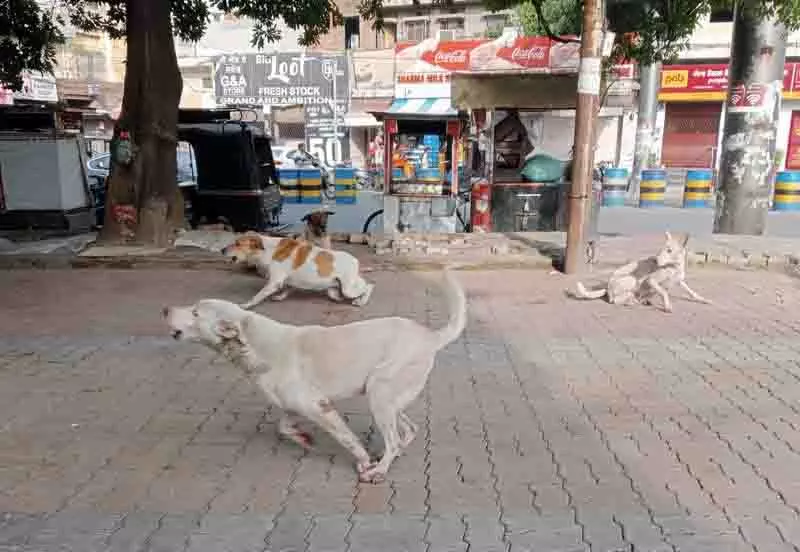 हर महीने कुत्तों के काटने के 1,500 मामलों से Amritsar के निवासी दहशत में हर महीने कुत्तों के काटने के 1,500 मामलों से Amritsar के निवासी दहशत में