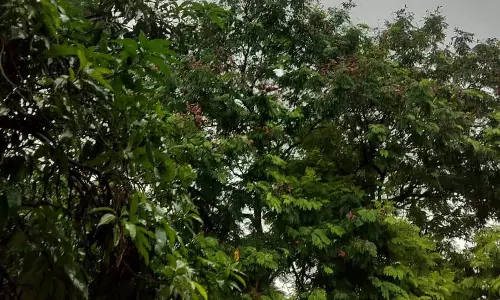 रायपुर : सुबह बारिश के बाद निकली धुप, उमस से लोग परेशान रायपुर : सुबह बारिश के बाद निकली धुप, उमस से लोग परेशान