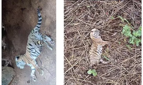 Chamarajanagar : दो और बाघ शावकों की मौत