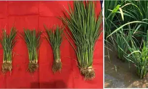 2022 के दोहराए गए मौसम पैटर्न से Punjab में धान बौना वायरस का प्रकोप शुरू