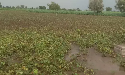 Karnataka : बारिश के कारण कटाई रुकी Karnataka : बारिश के कारण कटाई रुकी