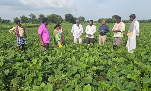 Karnataka : सोयाबीन की फसलों पर कीटों का प्रकोप बढ़ रहा Karnataka : सोयाबीन की फसलों पर कीटों का प्रकोप बढ़ रहा