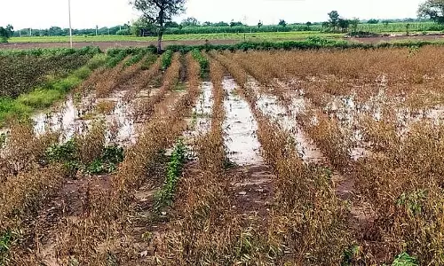 Talikota : डोनी नदी की बाढ़ से फसलें नष्ट