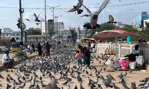 Hyderabad के ऐतिहासिक कबूतरखाने हजारों पक्षियों को आश्रय देते, प्रतिदिन आगंतुकों को आकर्षित करते