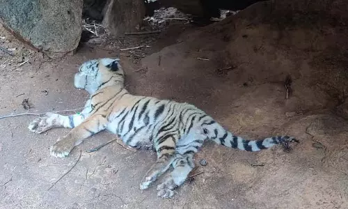 Karnataka : मां से बिछड़े दो बाघ शावकों की भूख से मौत