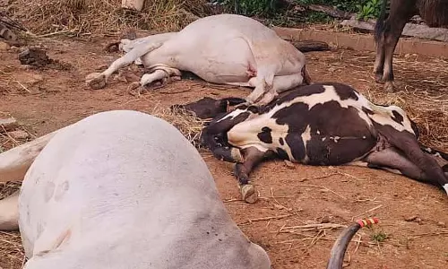 Malavalli : यूरिया खाने से तीन गायों की मौत Malavalli : यूरिया खाने से तीन गायों की मौत