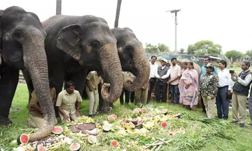 Nehru Zoo के हाथियों ने विश्व हाथी दिवस पर केक का आनंद लिया और सैर की