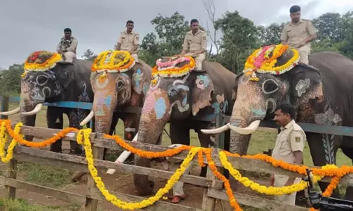 Harangi : एक उत्सवपूर्ण हाथी उत्सव