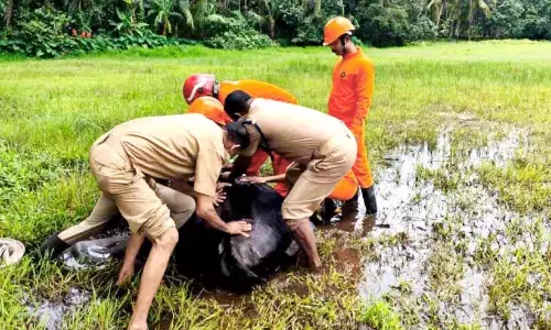 Kerala: अग्निशमन कर्मियों ने पानी में गिरी गाय को बचाया Kerala: अग्निशमन कर्मियों ने पानी में गिरी गाय को बचाया