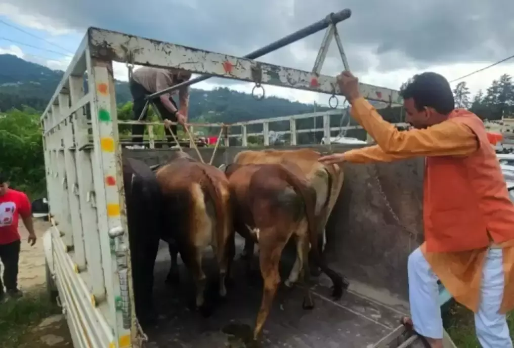 Champawat: आवारा पशु पकड़े जाने पर लोहाघाट में मालिकों की खैर नहीं