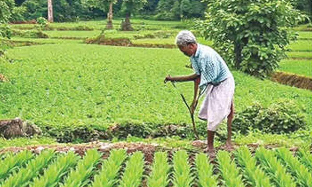 आंध्र प्रदेश में 37,000 से अधिक किसानों ने प्राकृतिक खेती के लिए नामांकन कराया: Centre आंध्र प्रदेश में 37,000 से अधिक किसानों ने प्राकृतिक खेती के लिए नामांकन कराया: Centre