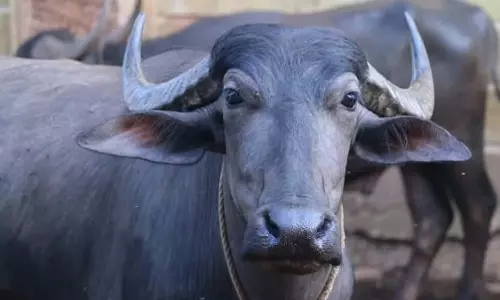 Palghar: 14 भैंसों को अवैध रूप से ले जाने पर दो आरोपियों पर मामला दर्ज Palghar: 14 भैंसों को अवैध रूप से ले जाने पर दो आरोपियों पर मामला दर्ज