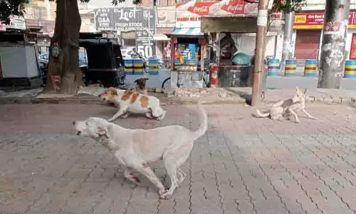 हर महीने कुत्तों के काटने के 1,500 मामलों से Amritsar के निवासी दहशत में हर महीने कुत्तों के काटने के 1,500 मामलों से Amritsar के निवासी दहशत में