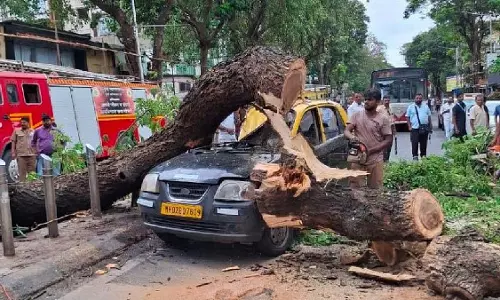 Mumbai: दादर में शिवाजी पार्क के पास चलती टैक्सी पर बारिश का पेड़ गिरा Mumbai: दादर में शिवाजी पार्क के पास चलती टैक्सी पर बारिश का पेड़ गिरा