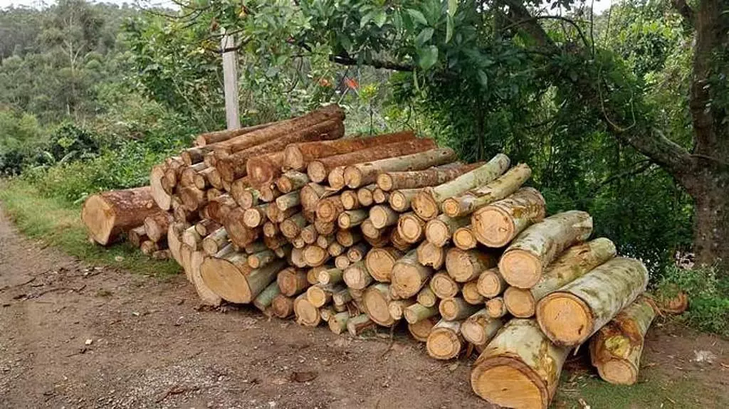 Kodaikanal : पेड़ों की कटाई और तस्करी की सार्वजनिक मांग Kodaikanal : पेड़ों की कटाई और तस्करी की सार्वजनिक मांग