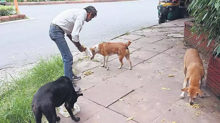 SC कार्रवाई पर विवाद के बीच MCD ने दो दिन में 100 आवारा कुत्ते उठाए SC कार्रवाई पर विवाद के बीच MCD ने दो दिन में 100 आवारा कुत्ते उठाए