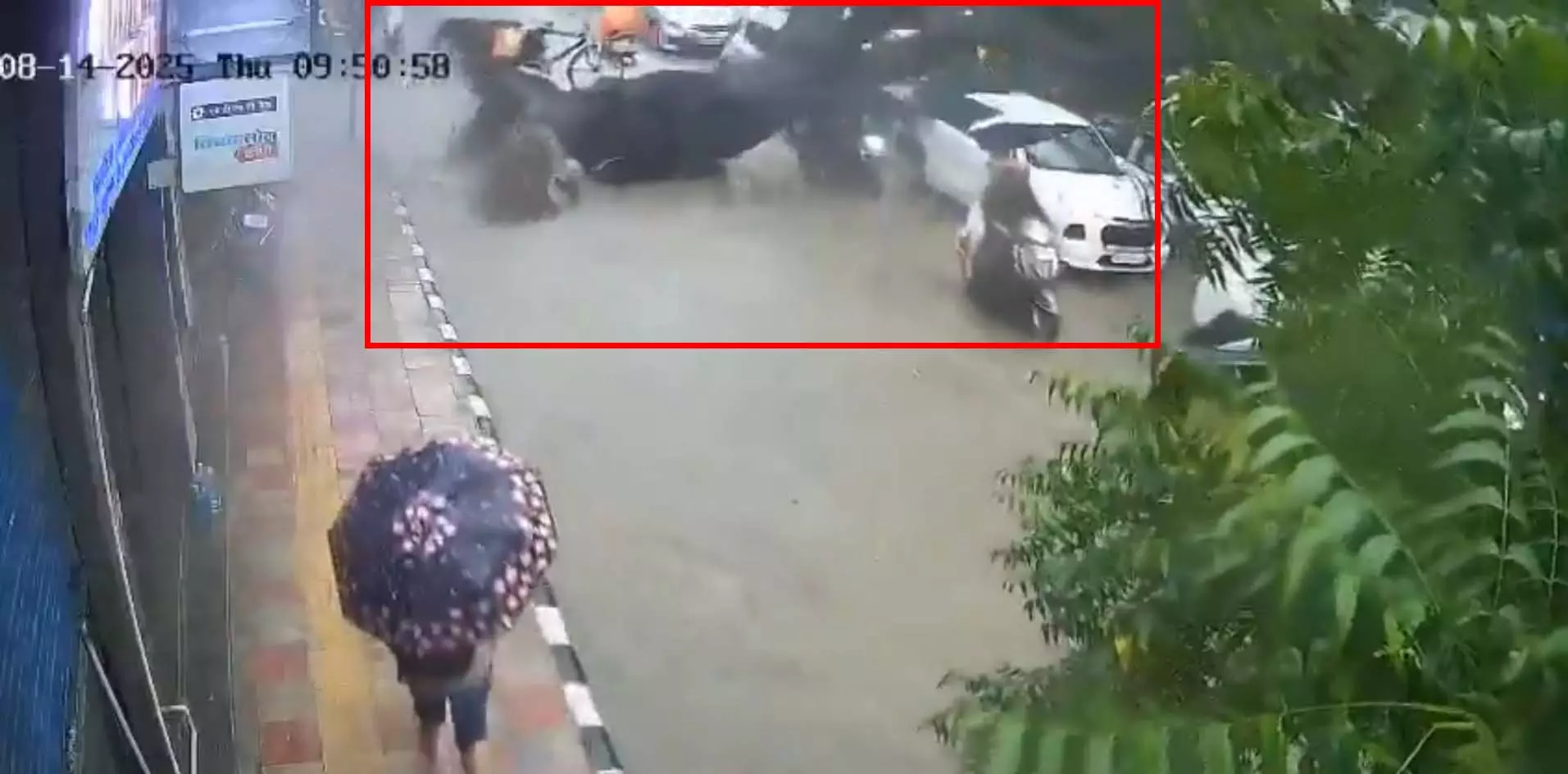 भारी बारिश के बाद पेड़ गिरा, 2 लोग घायल, देखें LIVE VIDEO... भारी बारिश के बाद पेड़ गिरा, 2 लोग घायल, देखें LIVE VIDEO...