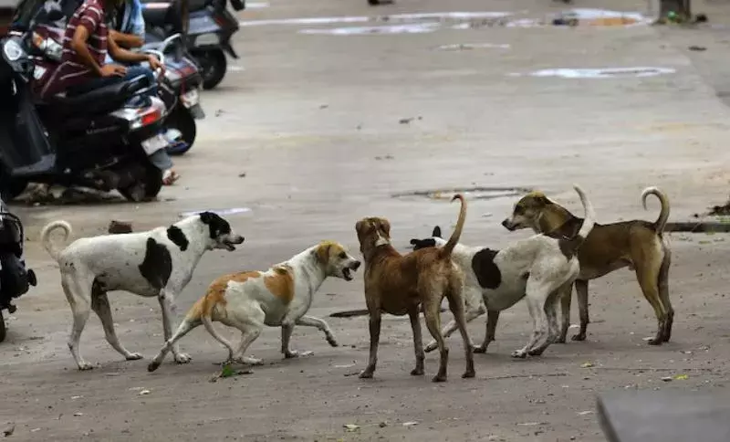 Delhi में आवारा कुत्तों को हटाने के खिलाफ याचिका पर सुप्रीम कोर्ट ने फैसला सुरक्षित रखा Delhi में आवारा कुत्तों को हटाने के खिलाफ याचिका पर सुप्रीम कोर्ट ने फैसला सुरक्षित रखा