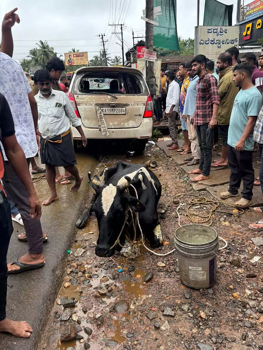 Belthangady : कार में मवेशियों का अवैध परिवहन Belthangady : कार में मवेशियों का अवैध परिवहन