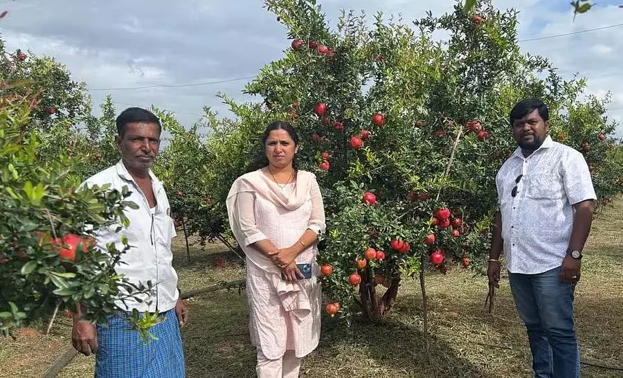 अनार की खेती; 2 एकड़ के बाग में 20 टन उपज अनार की खेती; 2 एकड़ के बाग में 20 टन उपज