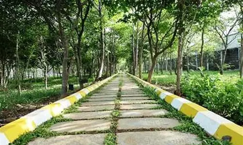 Tamil Nadu : हुंडई का 12 एकड़ का जंगल जिसमें 5,500 पेड़ है Tamil Nadu : हुंडई का 12 एकड़ का जंगल जिसमें 5,500 पेड़ है