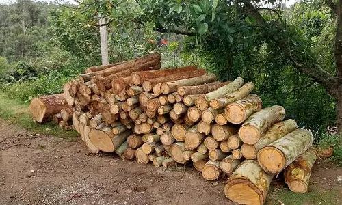 Kodaikanal : पेड़ों की कटाई और तस्करी की सार्वजनिक मांग Kodaikanal : पेड़ों की कटाई और तस्करी की सार्वजनिक मांग